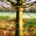 Winter light, Gunnersbury Park