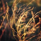 Winter light, Gunnersbury Park