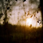 Winter light, Gunnersbury Park