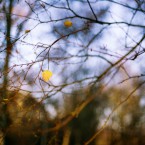 Winter light, Gunnersbury Park