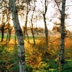 Winter light, Gunnersbury Park