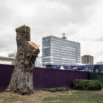 Elephant and Castle - cut plane tree in St Mary's Churchyard playground