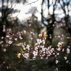 Prunus Cerasifera in Gunnersbury Park