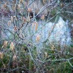 Hazel catkins