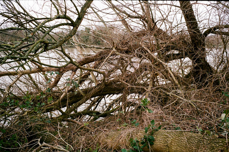 Fallen trees next to Chiswick Bridge