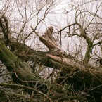 Fallen trees next to Chiswick Bridge