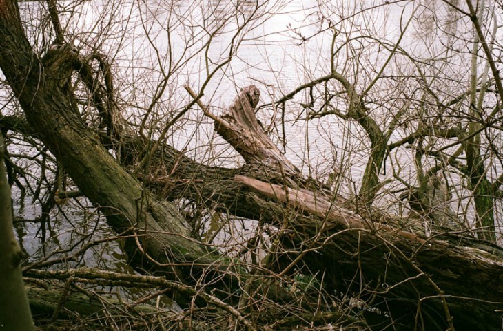 Fallen trees next to Chiswick Bridge