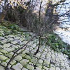 Thames footpath, Mortlake