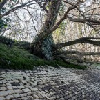 Thames footpath, Mortlake