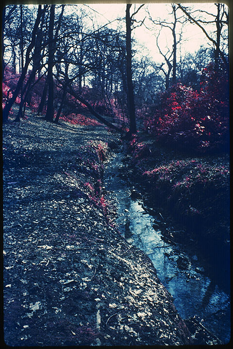 Woodland, Moat Mount, infra red