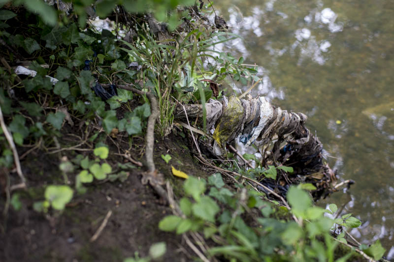 Tree root by the River Brent covered in debris from flood water