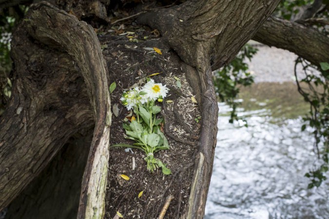 Dahlias by the River Brent