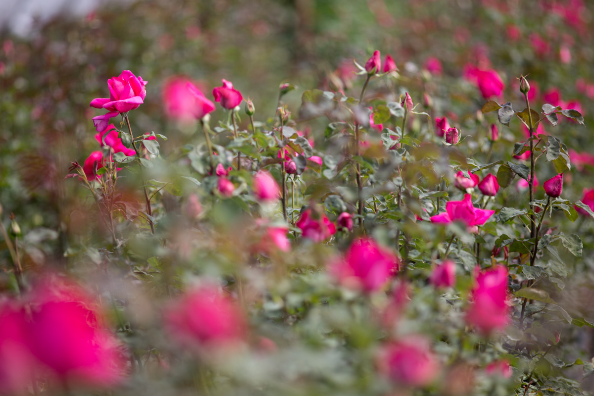 Rose 'Buxom Beauty' at Rosebie Morton's flower farm